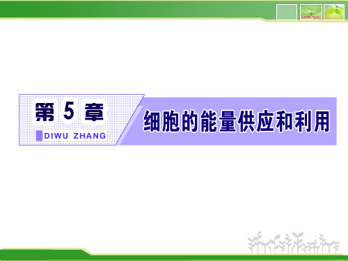 高中生物新人教版必修1细胞呼吸的原理和应用课件1(83张)