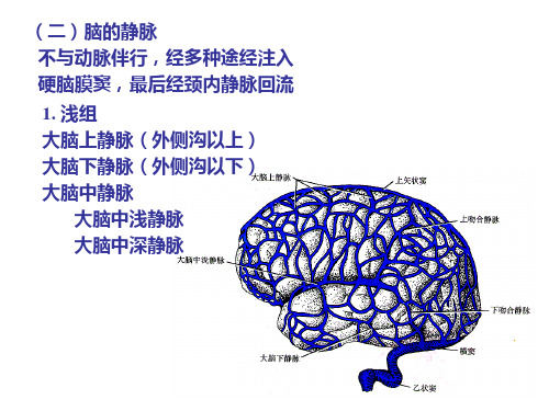 人体解剖学之神经系统 第十七章 脑、脊髓、被膜 课件【8页】