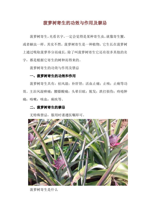 菠萝树寄生的功效与作用及禁忌