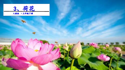 《荷花》ppt(共19张ppt)