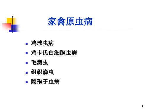 禽病学：1鸡球虫病