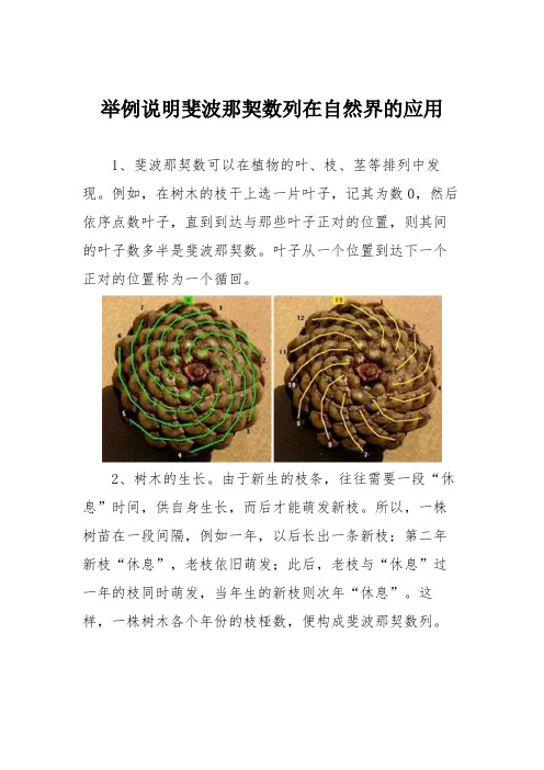 举例说明斐波那契数列在自然界的应用