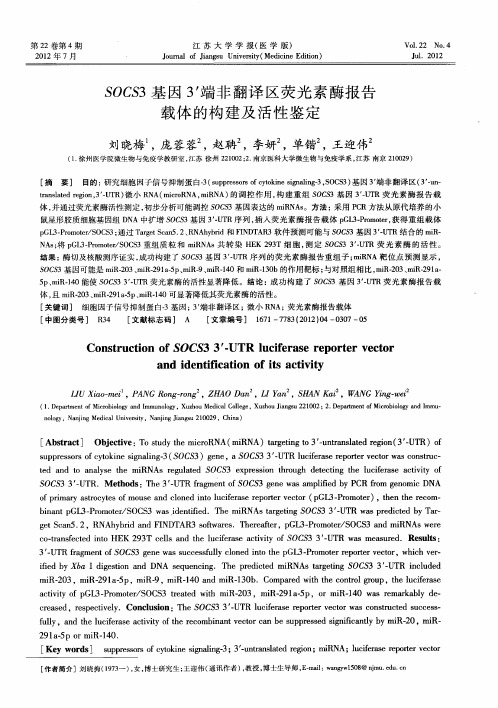 SOCS3基因3'端非翻译区荧光素酶报告载体的构建及活性鉴定