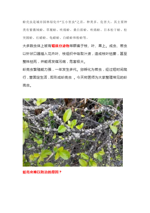 常见十种蚧壳虫识别及防治技巧