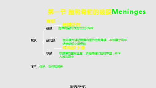 人体解剖学脑膜脑血管PPT课件