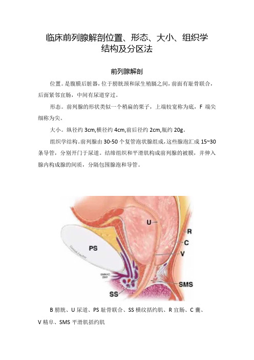 临床前列腺解剖位置、形态、大小、组织学结构及分区法