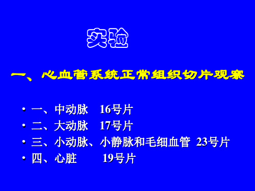 〖医学〗心血管系统正常组织切片观察