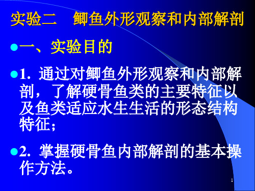 实验二鲫鱼外形观察和内部解剖PPT参考课件