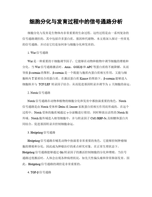 细胞分化与发育过程中的信号通路分析