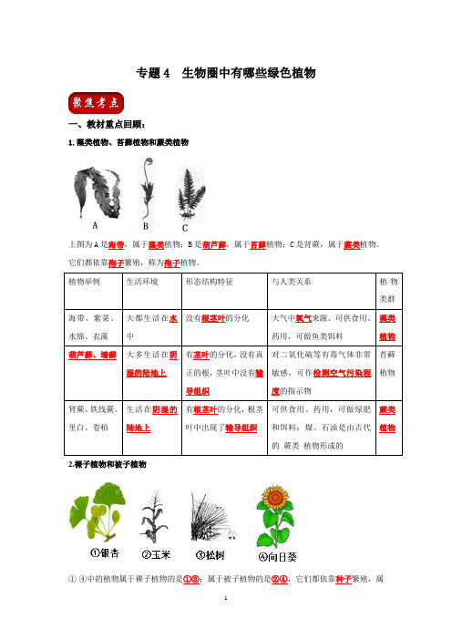 人教版生物中考一轮复习：生物圈中有哪些绿色植物(解析版)