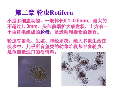 水生生物学9-轮虫