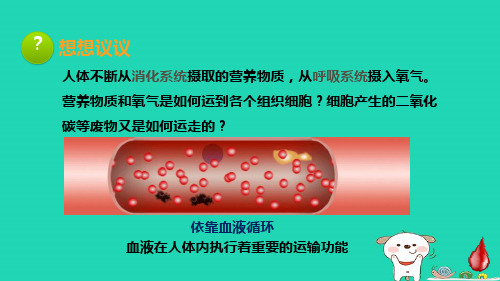 七年级生物下册第四单元第四章第一节流动的组织__血液新版新人教版