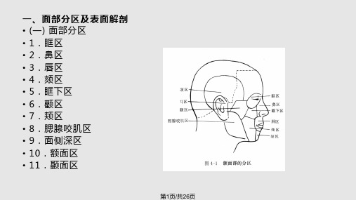 面部局解PPT课件