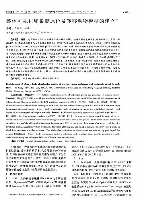 整体可视化卵巢癌原位及转移动物模型的建立