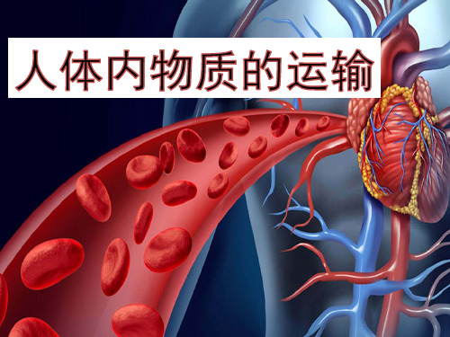 人体内物质的运输 -中考生物复习课件