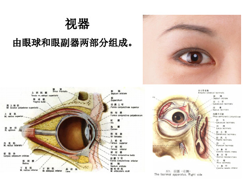 人体解剖学资料—眼