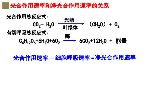 光合作用速率与净光合作用速率的关系教学内容