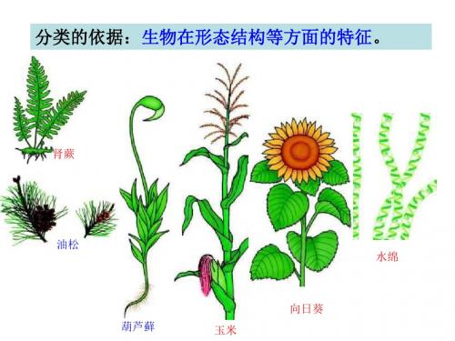 根据生物的特征进行分类