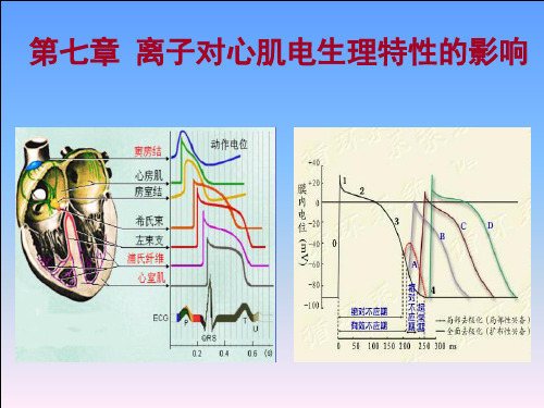 离子对心肌电生理特性的影响