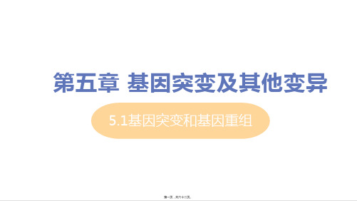 新教材人教版高中生物必修二 5-1 基因突变和基因重组 教学课件