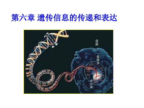 沪科版生命科学高二上第六章《遗传信息的传递和表达》