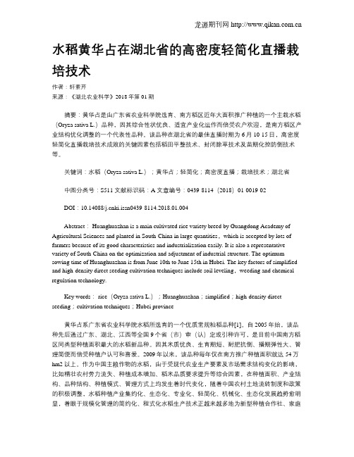 水稻黄华占在湖北省的高密度轻简化直播栽培技术