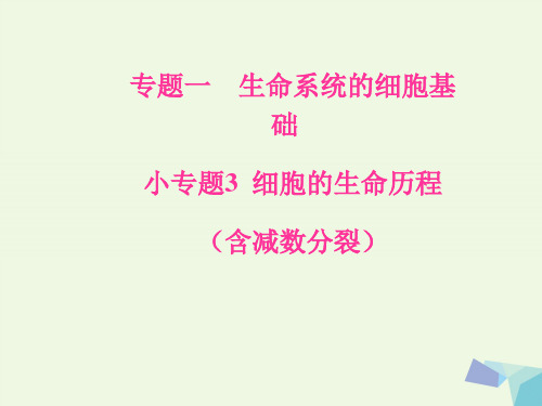 (新课标)高考生物二轮专题复习专题一生命系统的细胞基础小专题3细胞的生命历程(含减数分裂)课件