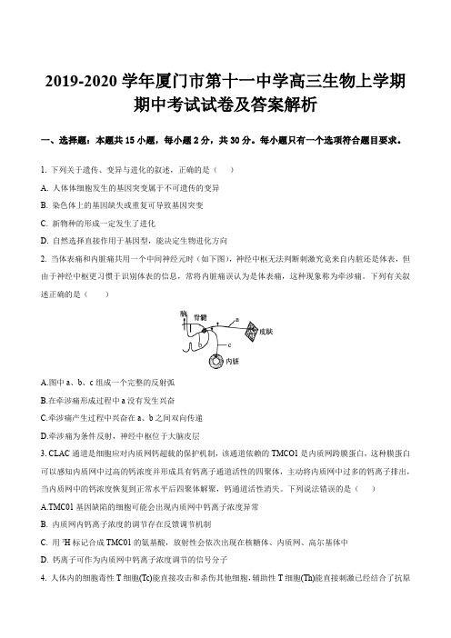 2019-2020学年厦门市第十一中学高三生物上学期期中考试试卷及答案解析