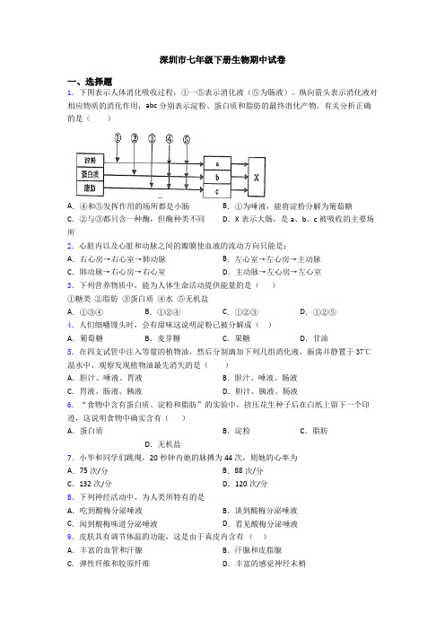 深圳市七年级下册生物期中试卷