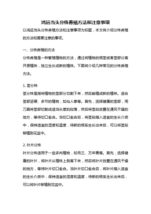 鸿运当头分株养殖方法和注意事项