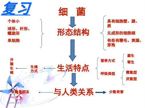 酵母菌和霉菌 PPT课件