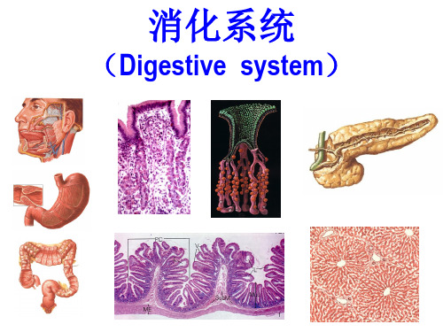 Y743-组织学与胚胎学-消化管