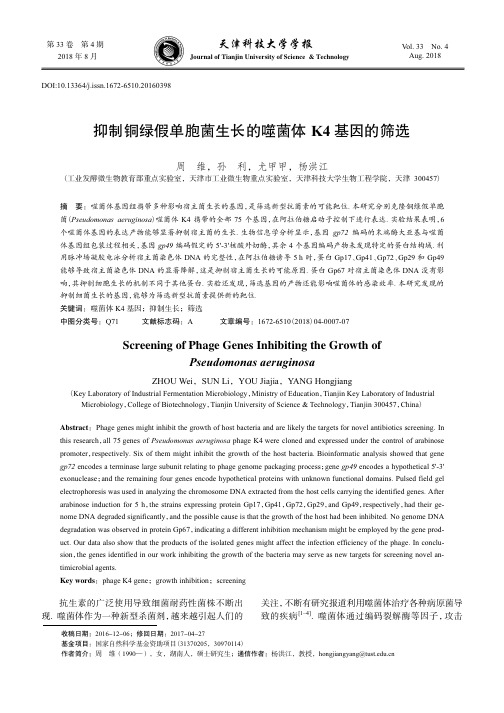 抑制铜绿假单胞菌生长的噬菌体K4基因的筛选