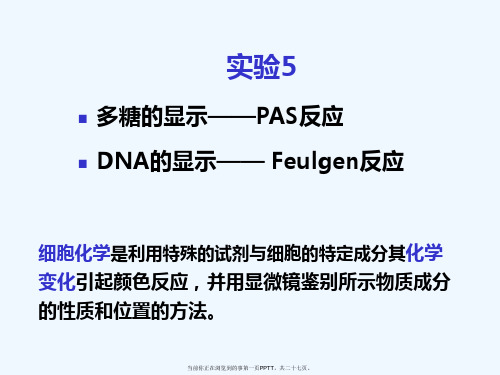 实验5-Feulgen反应和PAS反应