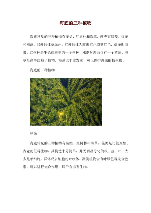 海底的三种植物