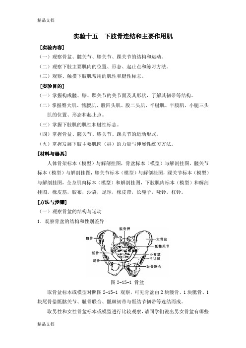 (整理)人体解剖学实验十五下肢骨连结和主要作用肌.