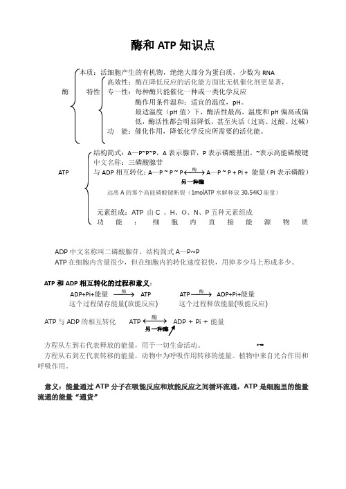 酶和ATP知识点