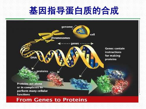 4.1基因指导蛋白质的合成(定稿) (2)