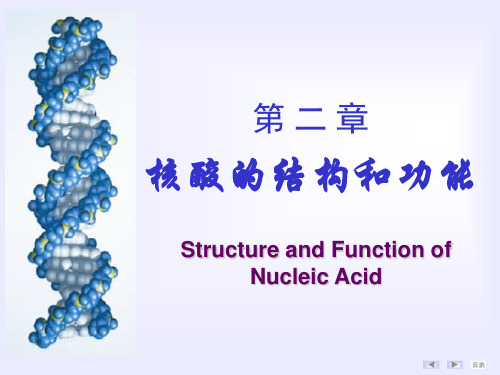 生化核酸的结构与功能课件