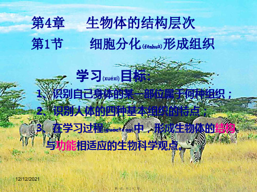 七年级生物上册2.4.1细胞分化形成组织1初中七年级上册生物