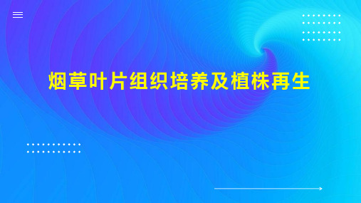 烟草叶片组织培养及植株再生