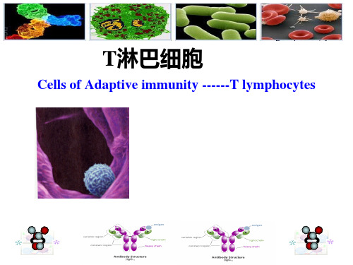 免疫学淋巴细胞精品PPT课件