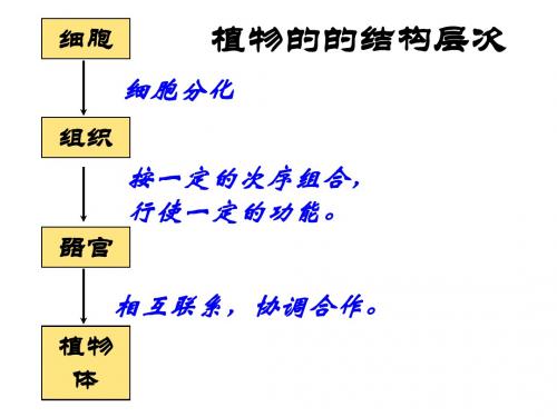 人体的结构层次 PPT课件