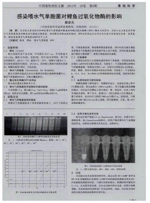 感染嗜水气单胞菌对鲤鱼过氧化物酶的影响