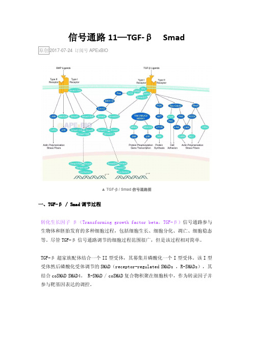 信号通路11—TGF-β  Smad