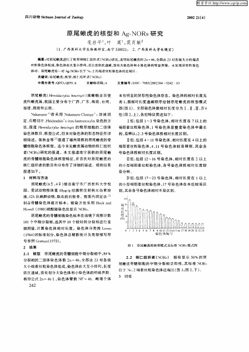 原尾蜥虎的核型和Ag—NORs研究