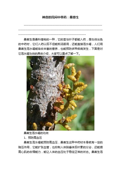 ?神奇的民间中草药：桑寄生