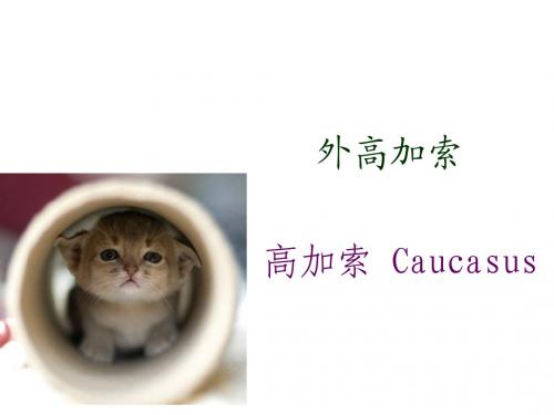 高加索