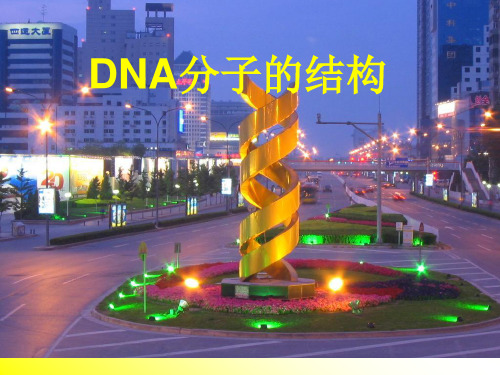 DNA分子的结构