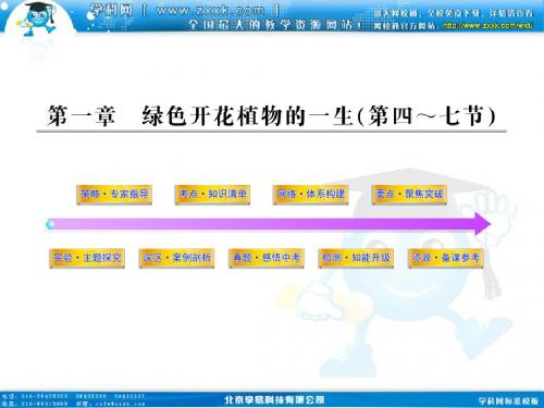 2012年中考济南版生物学第一轮复习资料第四单元物种的延续第一章绿色开花植物的一生(第四——七节)